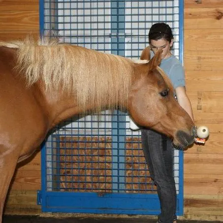 thumbnail for publication: The Importance of Understanding Horse Behavior